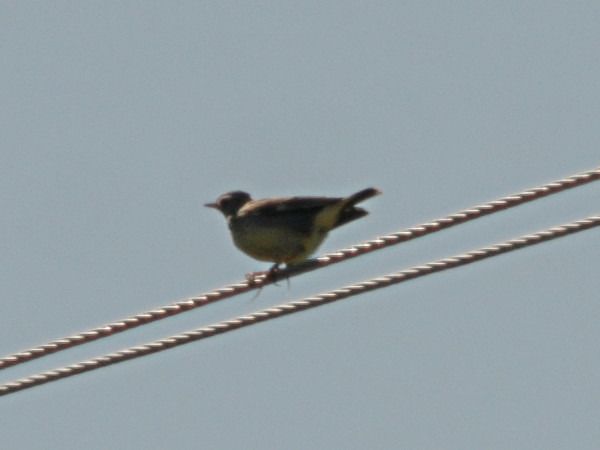 lerka  - Andrzej Tarasiuk