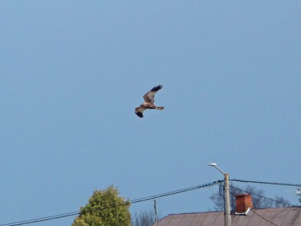 Western Marsh Harrier  - Andrzej Tarasiuk
