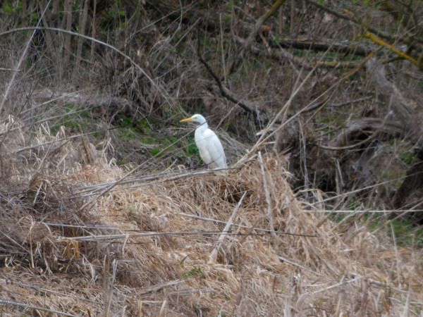 Great Egret  - Andrzej Tarasiuk