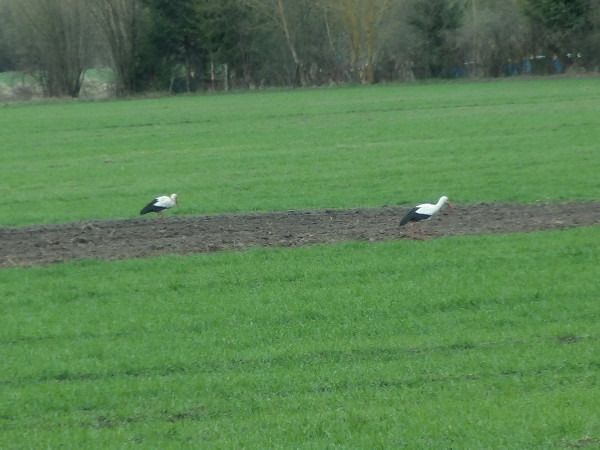 bocian biały  - Andrzej Tarasiuk