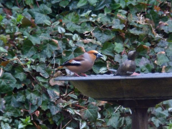 Hawfinch  - Andrzej Tarasiuk