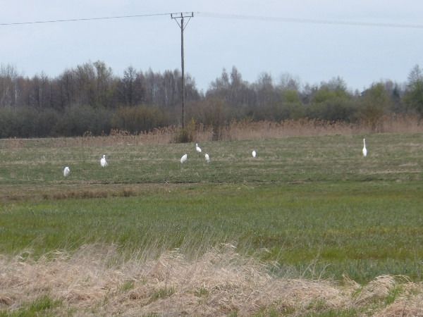 Great Egret  - Andrzej Tarasiuk