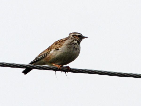 lerka  - Andrzej Tarasiuk