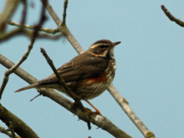 Redwing  - Andrzej Tarasiuk
