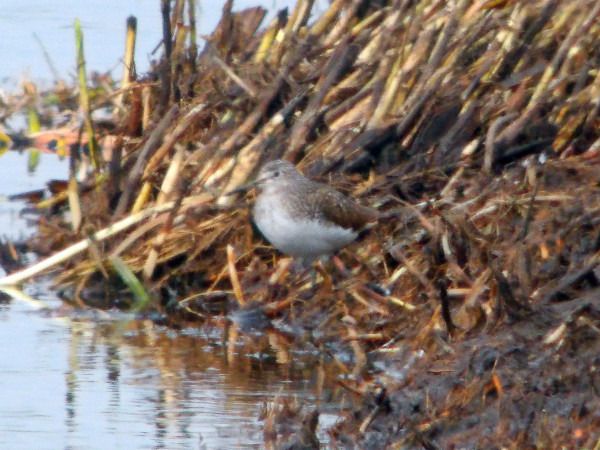 samotnik  - Andrzej Tarasiuk