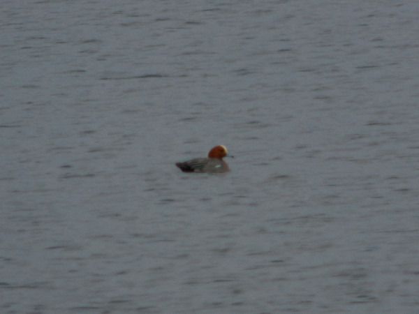 Eurasian Wigeon  - Andrzej Tarasiuk