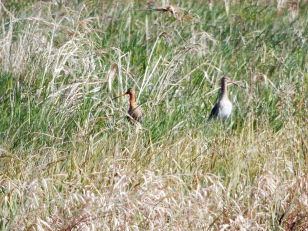 Black-tailed Godwit  - Andrzej Tarasiuk