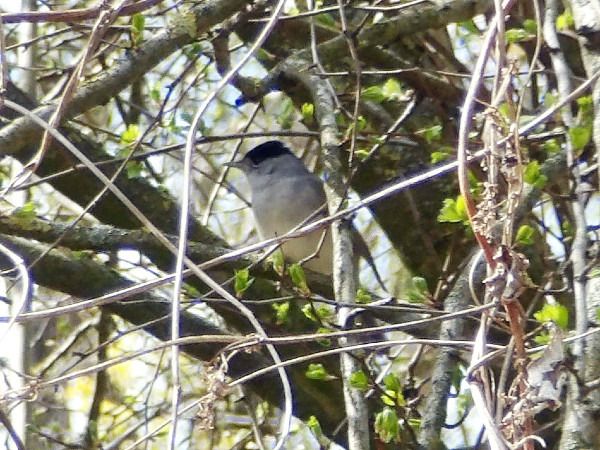 Eurasian Blackcap  - Andrzej Tarasiuk