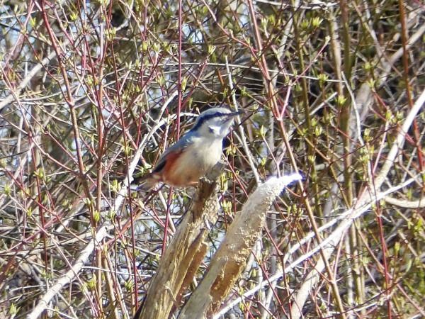 Eurasian Nuthatch  - Andrzej Tarasiuk
