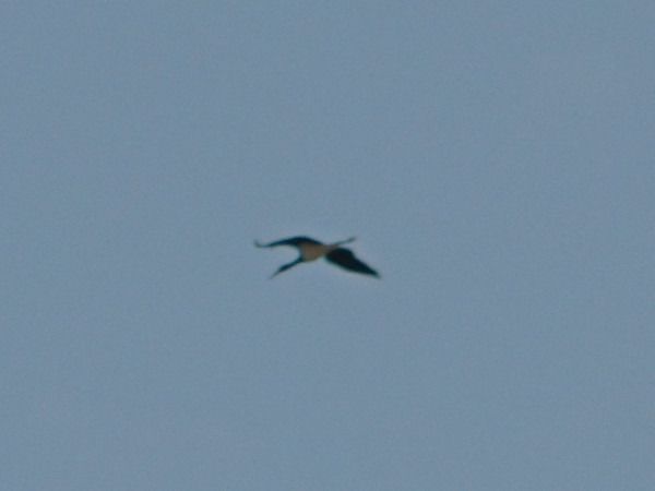 bocian czarny  - Andrzej Tarasiuk