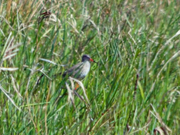 Common Redshank  - Andrzej Tarasiuk