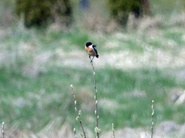 kląskawka  - Andrzej Tarasiuk