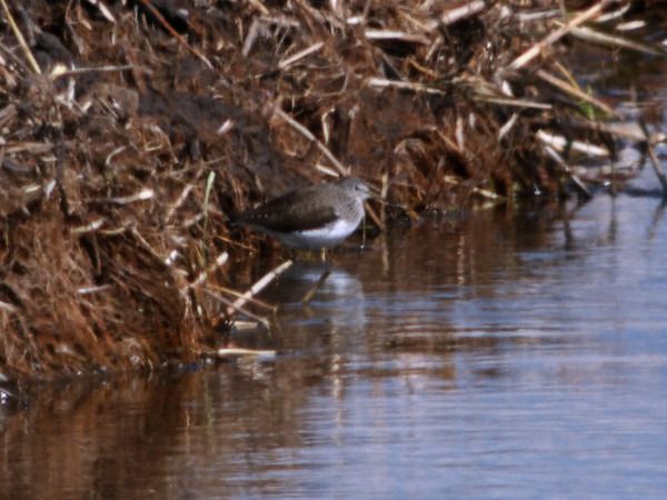 samotnik  - Andrzej Tarasiuk
