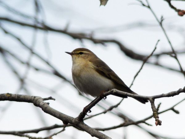 Willow Warbler  - Andrzej Tarasiuk