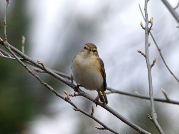 Fitis  - Andrzej Tarasiuk