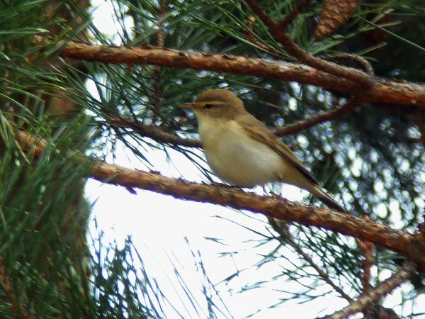 Fitis  - Andrzej Tarasiuk