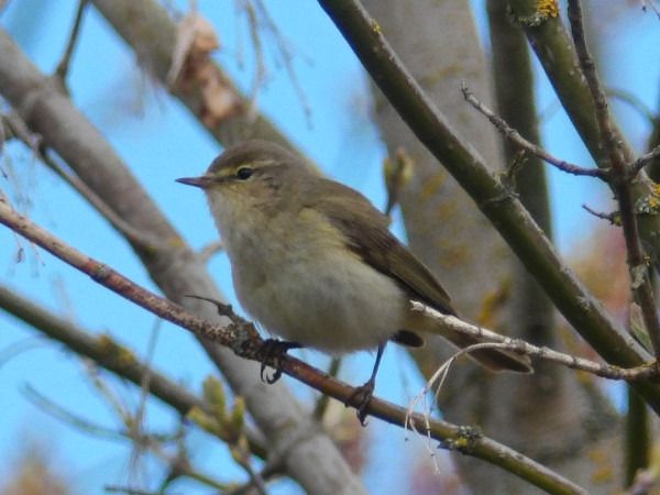 pierwiosnek  - Andrzej Tarasiuk