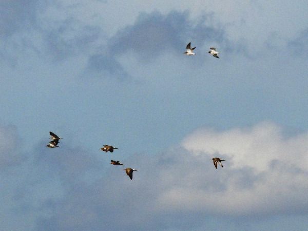 Ruff  - Andrzej Tarasiuk