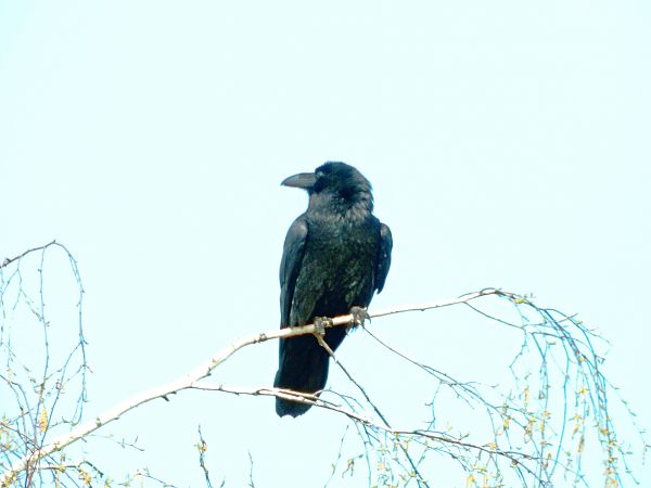 Northern Raven  - Andrzej Tarasiuk