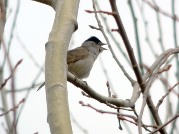 Eurasian Blackcap  - Andrzej Tarasiuk