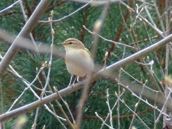 Willow Warbler  - Andrzej Tarasiuk