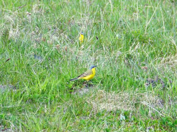 Western Yellow Wagtail  - Andrzej Tarasiuk