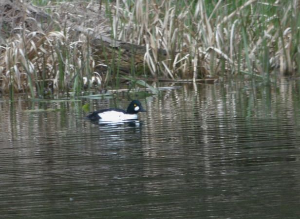 gągoł  - Andrzej Tarasiuk