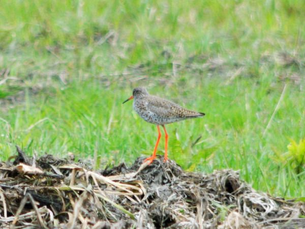 Rotschenkel  - Andrzej Tarasiuk