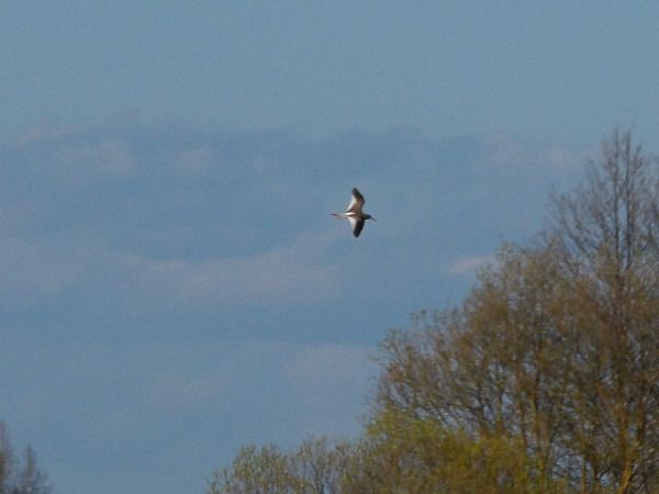 krwawodziób  - Andrzej Tarasiuk