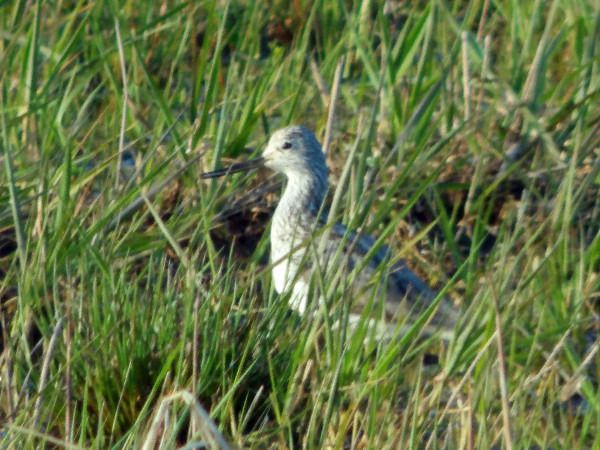 Teichwasserläufer  - Andrzej Tarasiuk