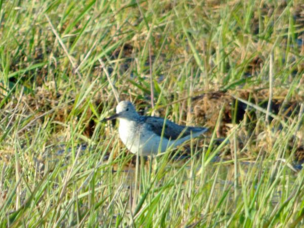 Teichwasserläufer  - Andrzej Tarasiuk
