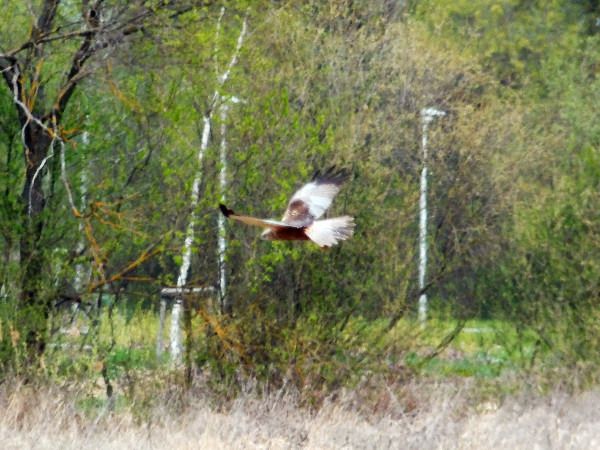 błotniak stawowy  - Andrzej Tarasiuk