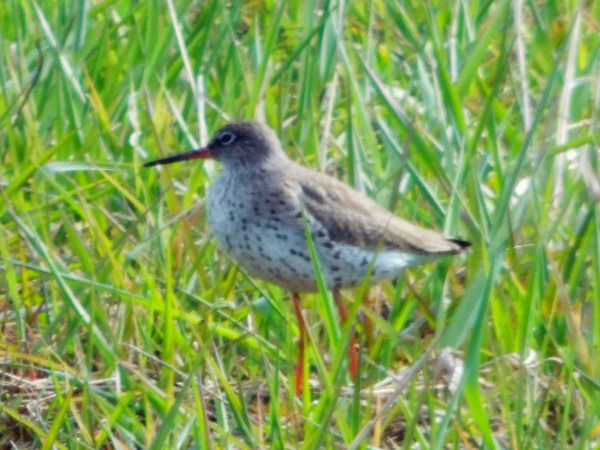 krwawodziób  - Andrzej Tarasiuk