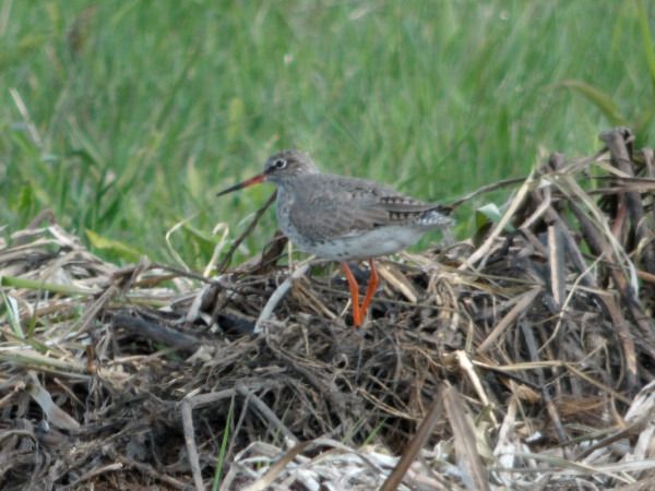 krwawodziób  - Andrzej Tarasiuk