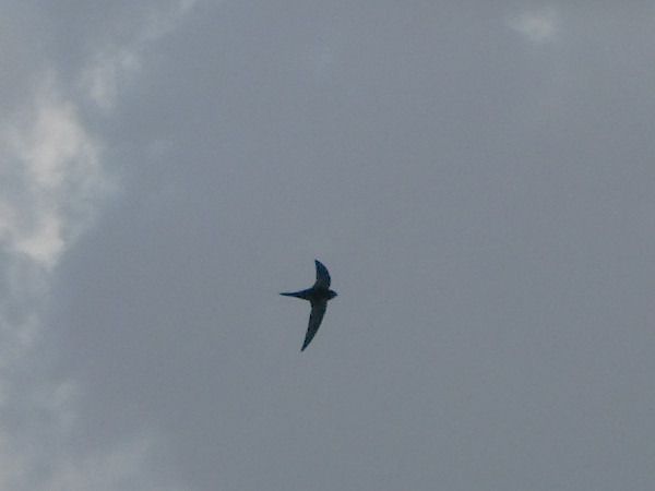 jerzyk  - Andrzej Tarasiuk