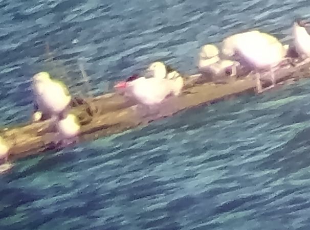 rybitwa wielkodzioba  - Wojciech Cichy