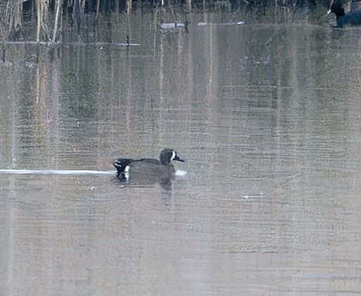 cyranka modroskrzydła  - Wojciech Cichy