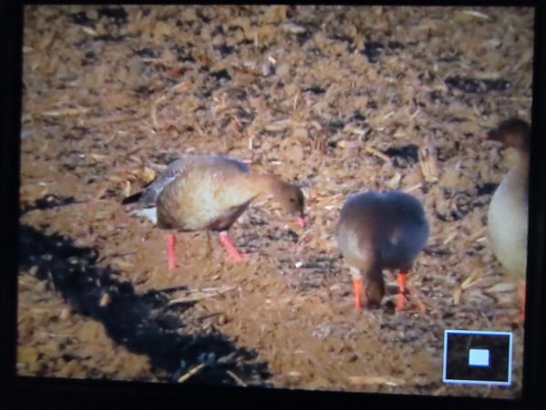 gęś krótkodzioba  - Rafał Kurowski