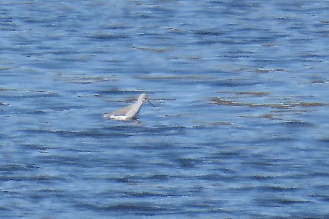 brodziec pławny  - Rafał Kurowski