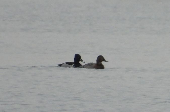 czerniczka  - Remigiusz Chlewicki