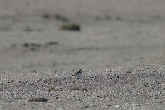 sieweczka morska  - Marcin Sołowiej