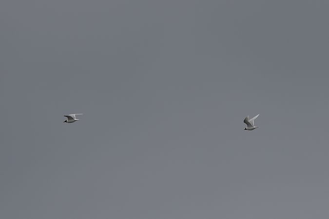 Mouette mélanocéphale  - Marcin Sołowiej