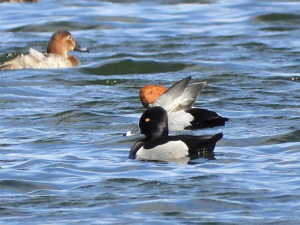 czerniczka  - Andrzej Gajowniczek