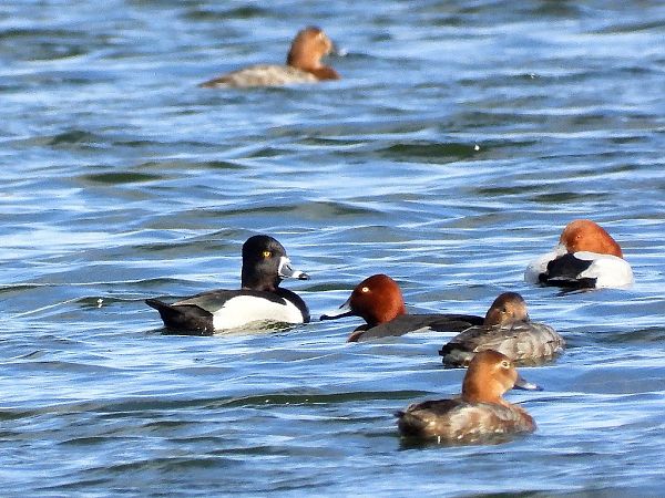czerniczka  - Andrzej Gajowniczek