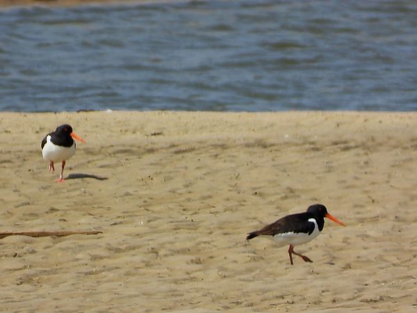 ostrygojad  - Andrzej Gajowniczek