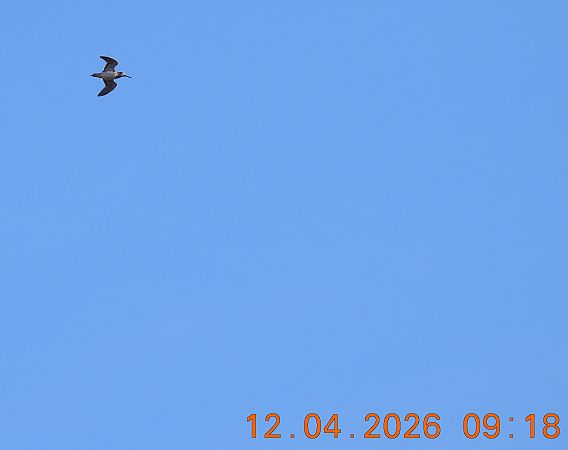 Zwergschnepfe  - Ewa Szczepankiewicz