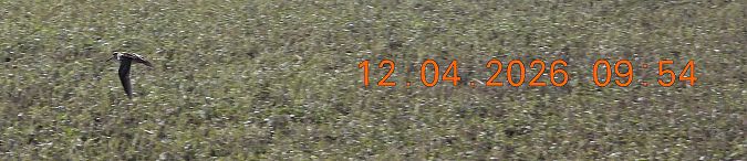 bekasik  - Ewa Szczepankiewicz