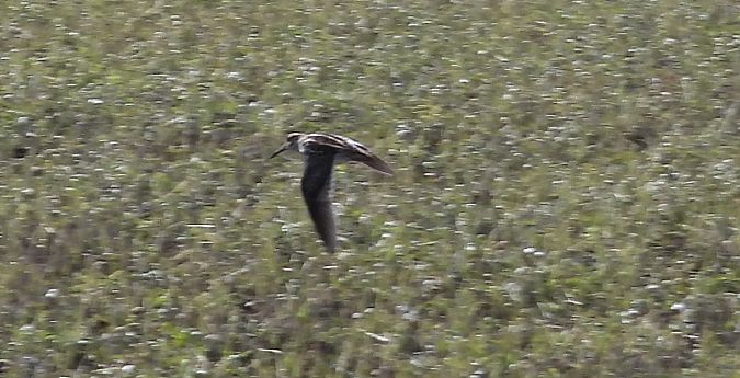 bekasik  - Ewa Szczepankiewicz