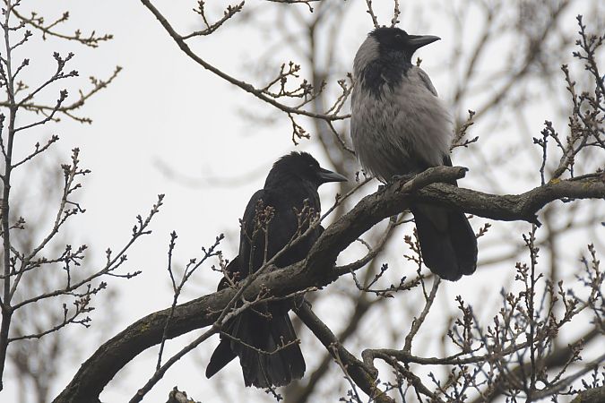Carrion Crow  - Edyta Kieliszek