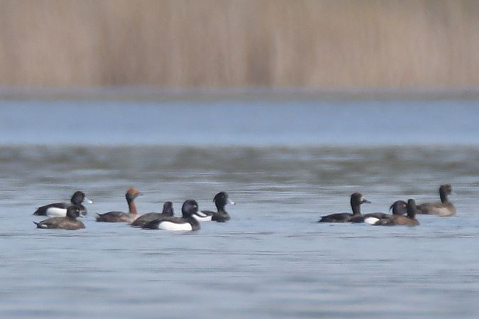 perkoz rogaty  - Edyta Kieliszek